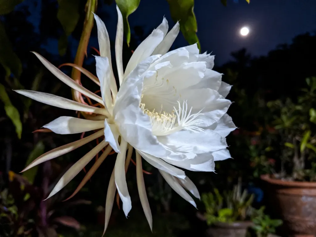 Rozkwitający nocą biały kwiat epiphyllum oxypetalum z wyraźnymi detalami płatków na tle ciemnego ogrodu.
